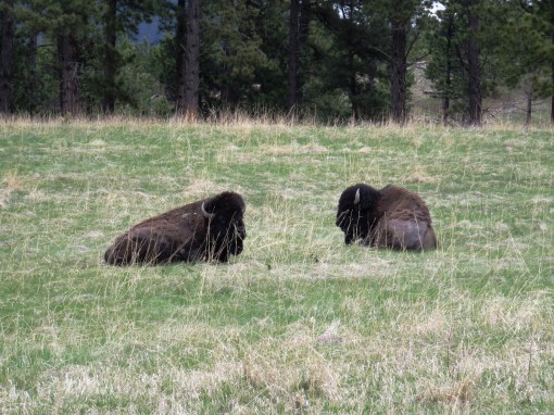 Two buddies just chilling out. 