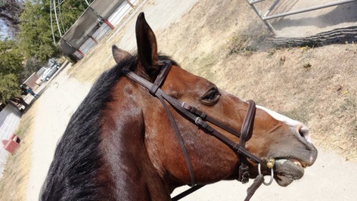 Everyone, meet Bear. Bear, meet everyone.